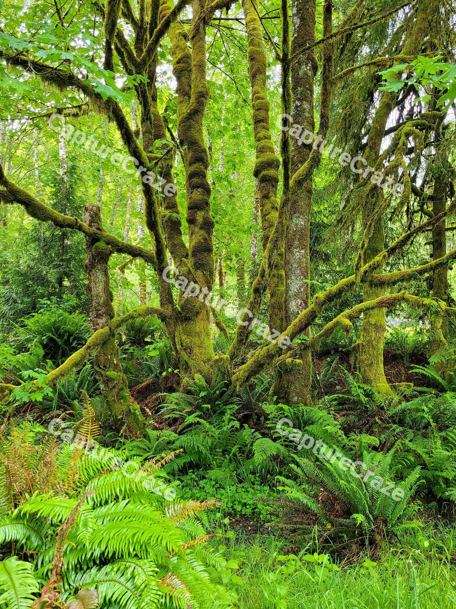 Forest